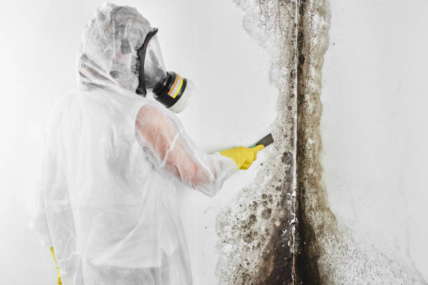 Best Industrial Mold Remediation in USA